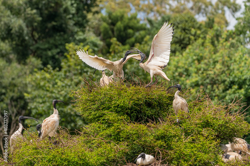 Photography Ibis fighting for the best position in a tree using their beaks