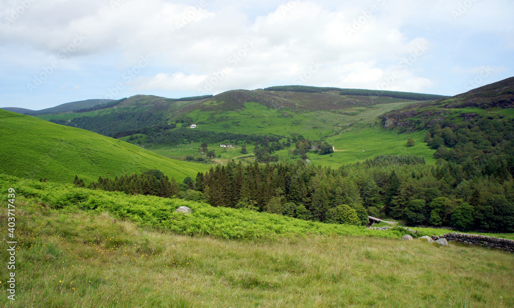 Midsummer in the Wicklow Mountains, Ireland.