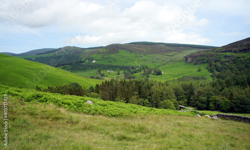 Midsummer in the Wicklow Mountains, Ireland.