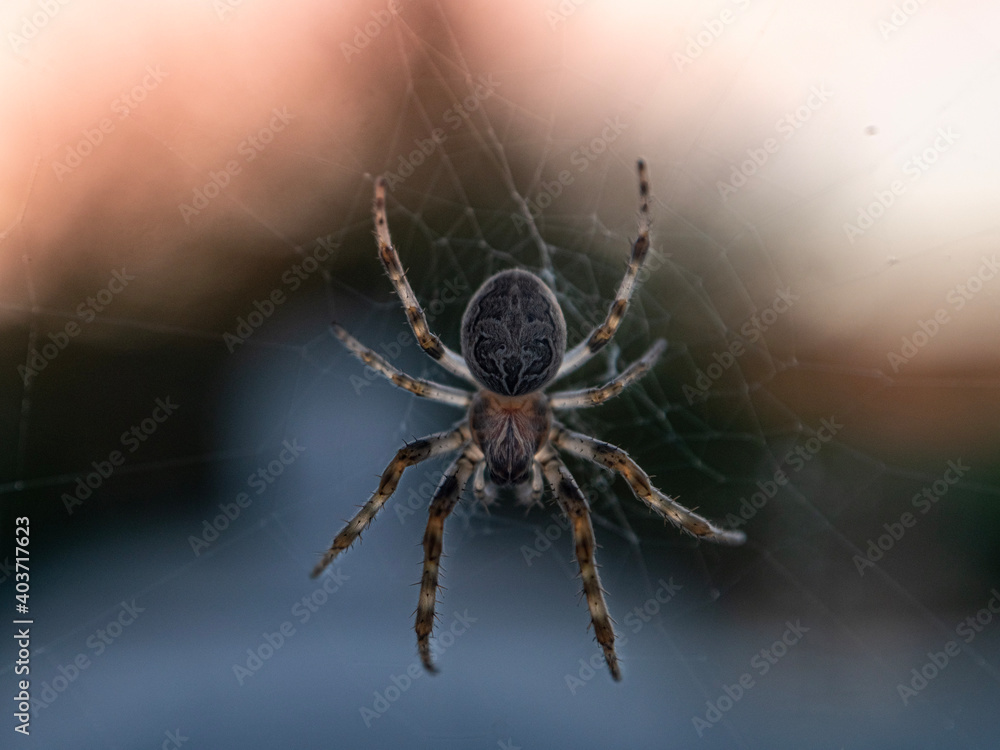 spider on the web spider on the web
