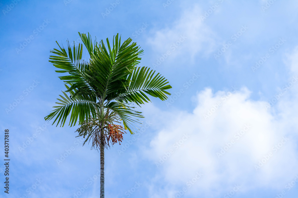 Palm tree photographed against a cloudy sky. Palm tree photographed against a cloudy sky.