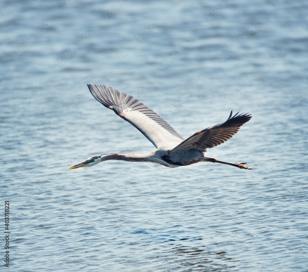 Obraz premium Great Blue Heron In Flight