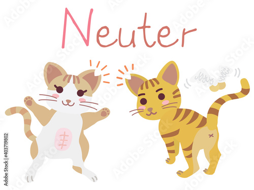 地域猫TNRの説明イラスト Neuter