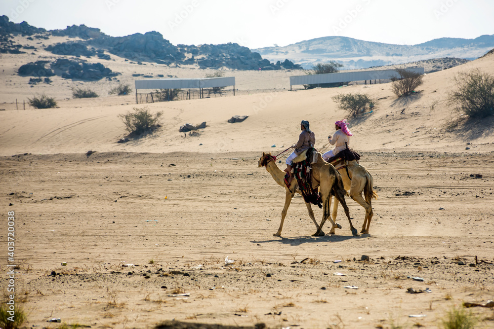 Fototapeta premium camel