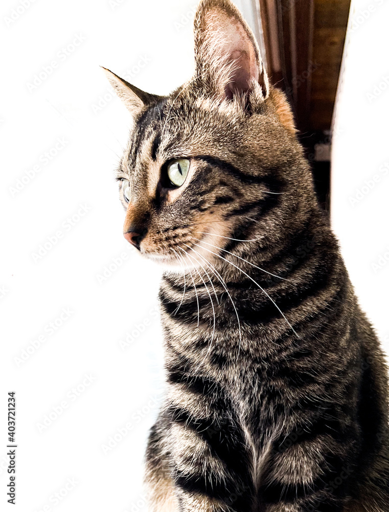 Fototapeta premium cat looking out window
