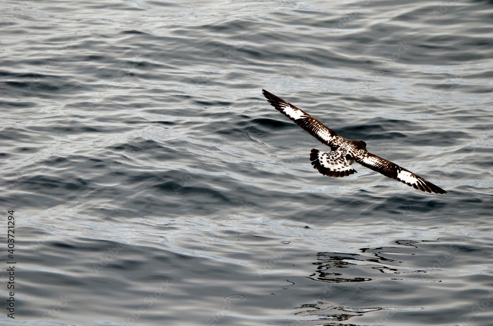 Skua Gliding in Antarctica