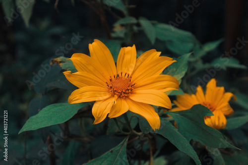 orange flower in the garden