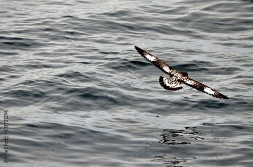 Obraz na płótnie Skua Gliding in Antarctica w salonie