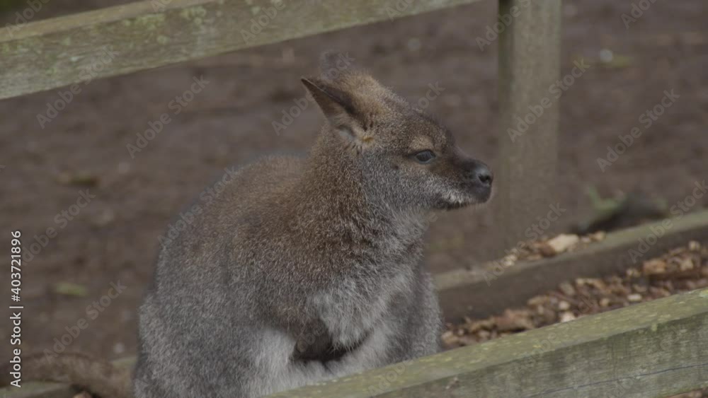 Portrait of Bennett's wallaby (Macropus rufogriseus) looking around Portrait of Bennett's wallaby (Macropus rufogriseus) looking around