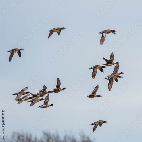 Eurasian Wigeon, Mareca penelope birds in flight in sky © Maciej Olszewski