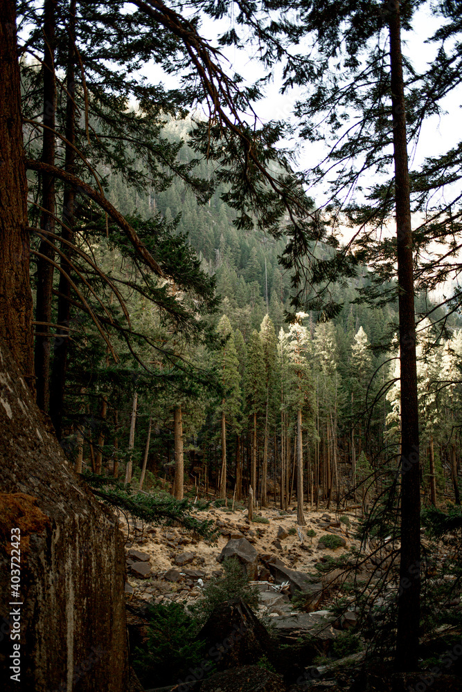 Fototapeta premium Yosemite Redwoods