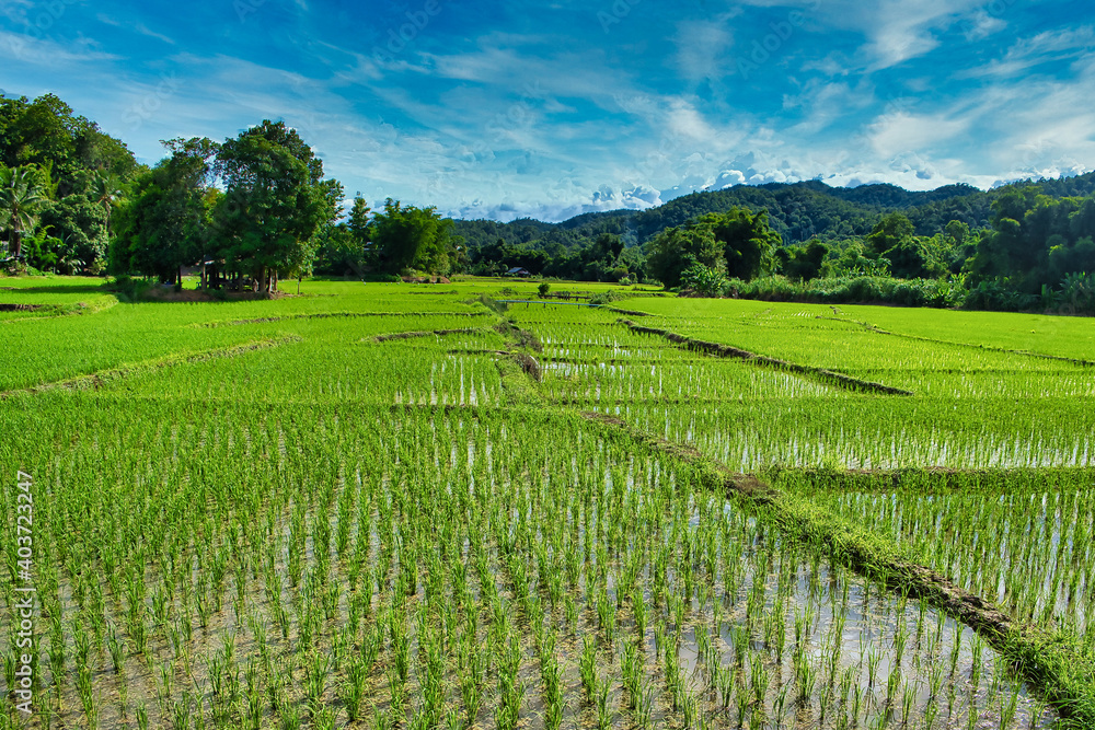 rice fields in northern Thailand and Vietnam