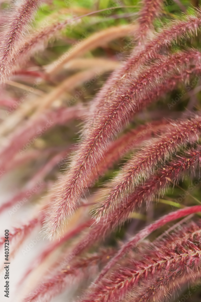 Close-up african fountain flower blooming grass field with blurry background Close-up african fountain flower blooming grass field with blurry background
