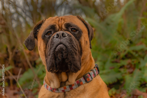 2021-01-07 BULLMASTIFF POSING WITH BLURRY FERNS IN THE BACKGROUND © Michael J Magee