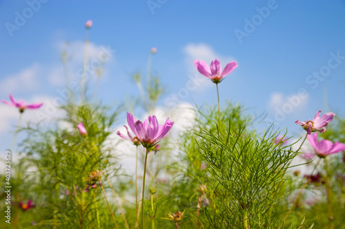 Beautiful spring Cosmos flower background., Cosmos flower. © amnat11