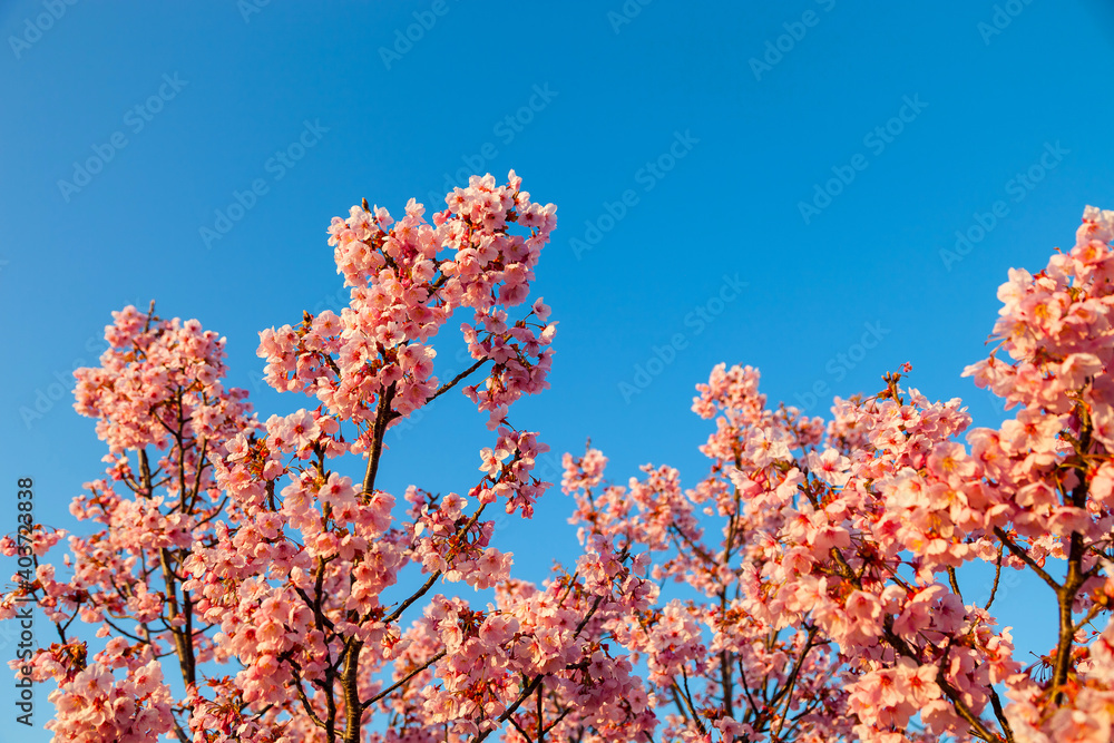 Pink blossom sakura flowers on a spring day in Japan., Beautiful Japanese Cherry blossoms - Sakura.. Pink blossom sakura flowers on a spring day in Japan., Beautiful Japanese Cherry blossoms - Sakura..