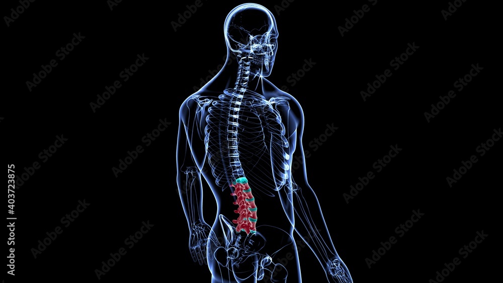 Human Skeleton Vertebral Column Lumbar Vertebrae Anatomy Human Skeleton Vertebral Column Lumbar Vertebrae Anatomy