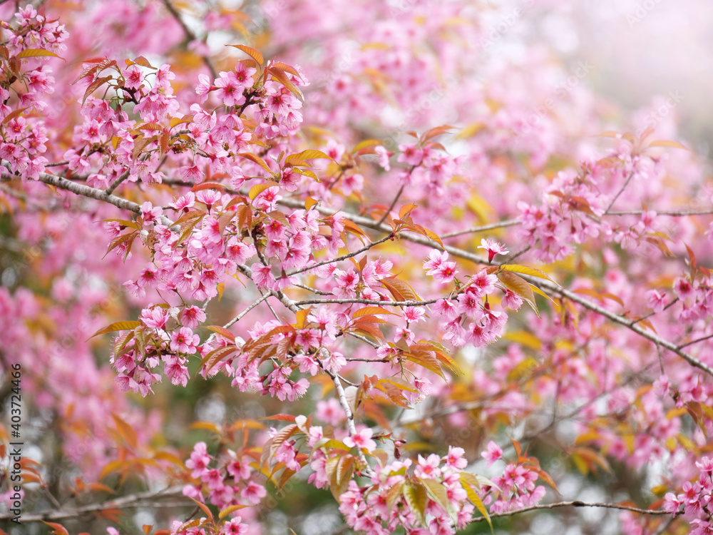 Pink Sakura flowers in nature background.