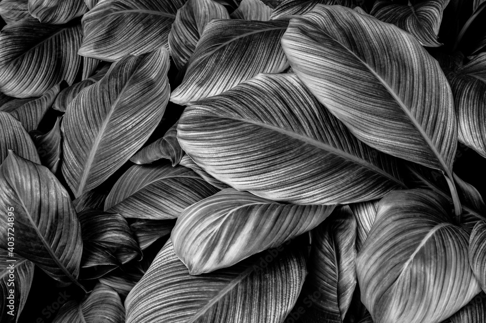 tropical banana leaf texture in garden, abstract green leaf, large palm foliage nature dark green background tropical banana leaf texture in garden, abstract green leaf, large palm foliage nature dark green background