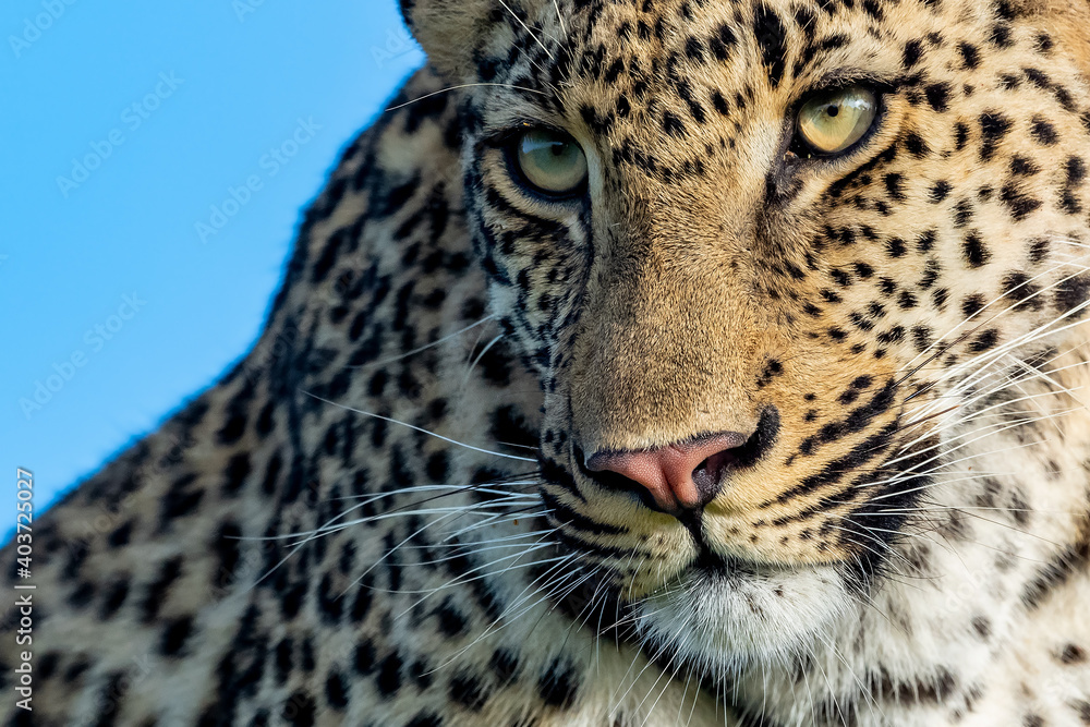 Obraz premium Shangwa Male Leopard. Photo'd at Dulini Lodge in the Sabi Sand Game Reserve of South Africa