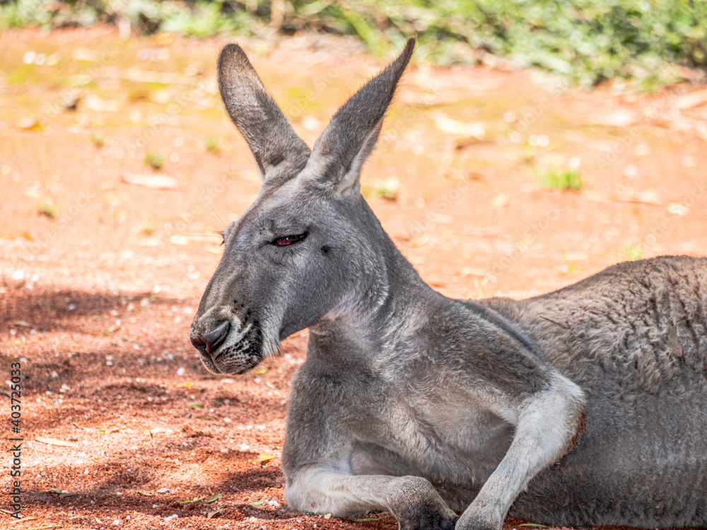 Lounging Roo