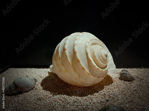 Marine biota on the beach sand