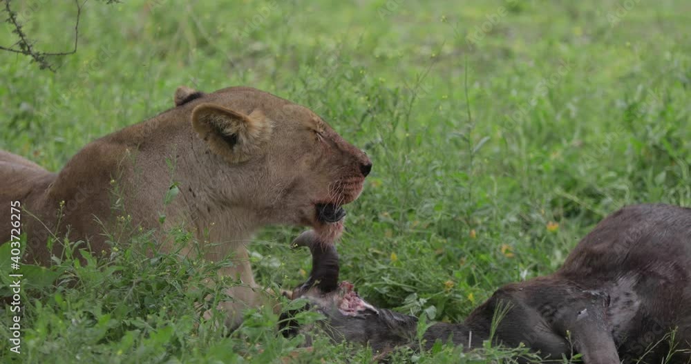 Lion eating wildebeest in Serengheti under a tree Lion eating wildebeest in Serengheti under a tree