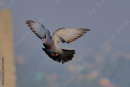 Rock Pigeon isolated on sky © Kunal