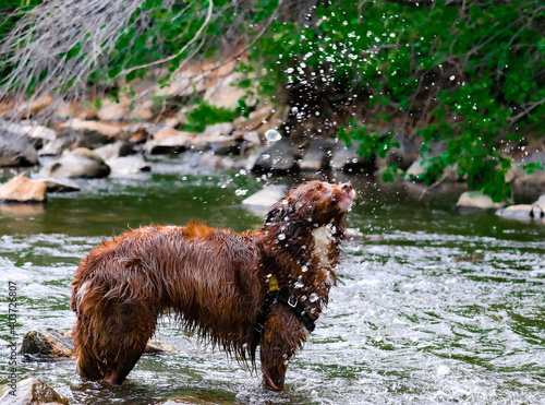 dog on the water