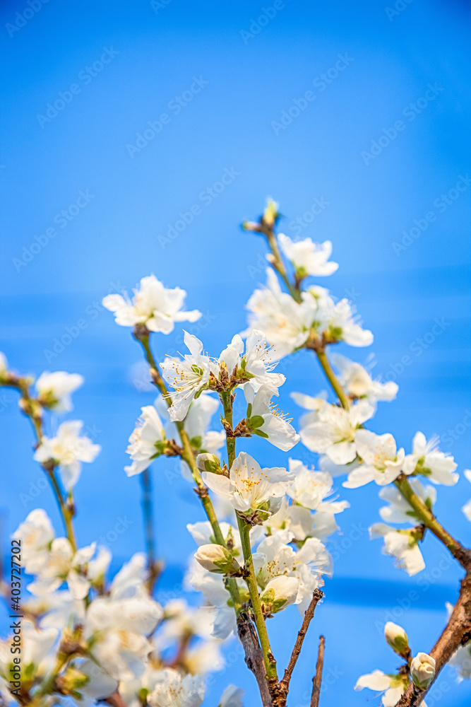 beautiful cherry blossom sakura flower with blue sky. beautiful cherry blossom sakura flower with blue sky.