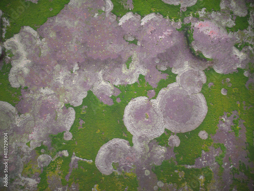 Green plaster wall background with beautiful purple stick armor fungus pattern