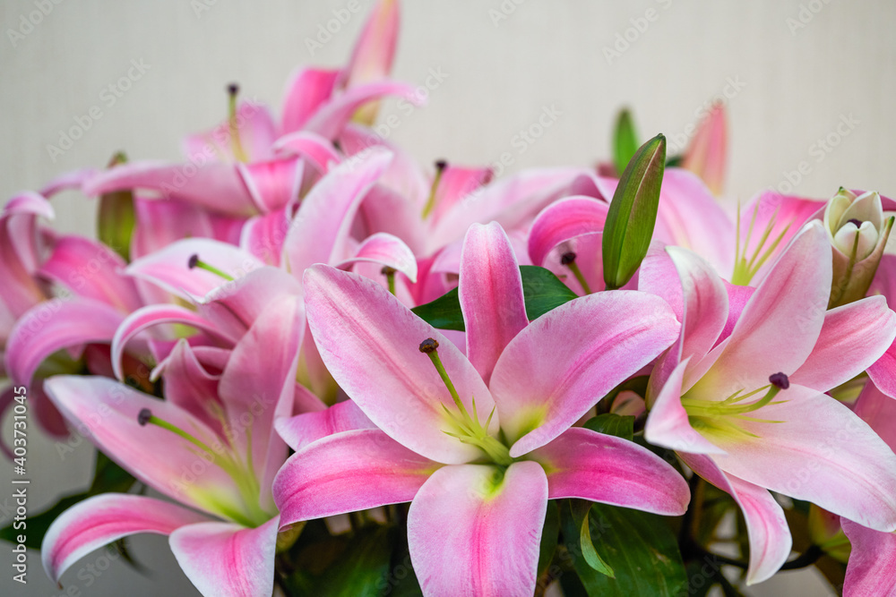 Closeup of a bunch of blooming pink lilies