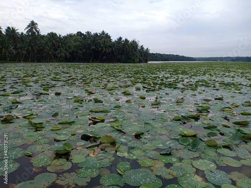 lakes are always beautiful with Lotus flowers © Indrajith
