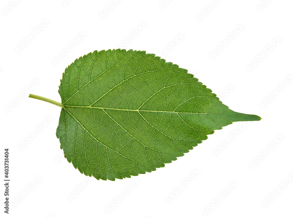 Fototapeta premium Green Mulberry leaf isolated on white background
