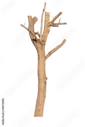 Dry branch of dead tree isolated on white background.