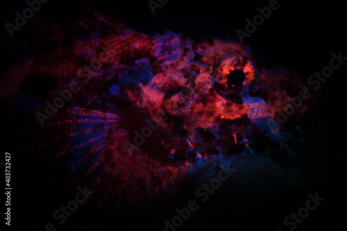 Under blue light  a scorpionfish fluoresces in Raja Ampat  Indonesia. This remote  tropical region is known as the heart of the Coral Triangle due to its spectacular marine biodiversity.