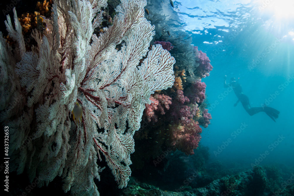 Fototapeta premium A free diver explores a shallow, healthy reef in Raja Ampat, Indonesia. This remote, tropical region is known as the heart of the Coral Triangle due to its spectacular marine biodiversity.