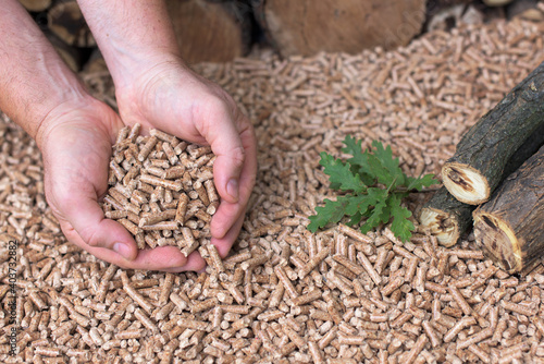 Man's hands hold oak pellets. Pile of oak woods and a small tree
