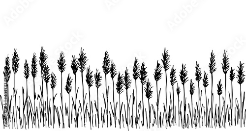 Hand-drawn simple vector drawing in black outline. Wild steppe pampas grass, reeds, panicle inflorescences. Nature, landscape. Ink sketch, long banner.