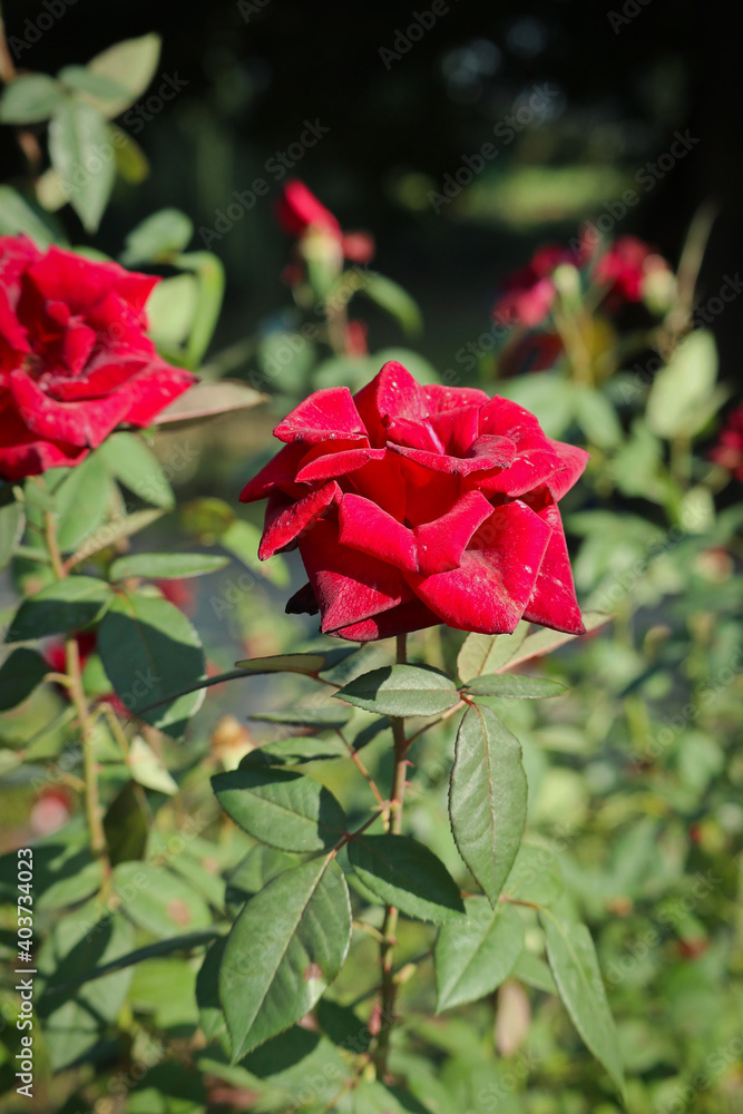 red rose in the garden red rose in the garden