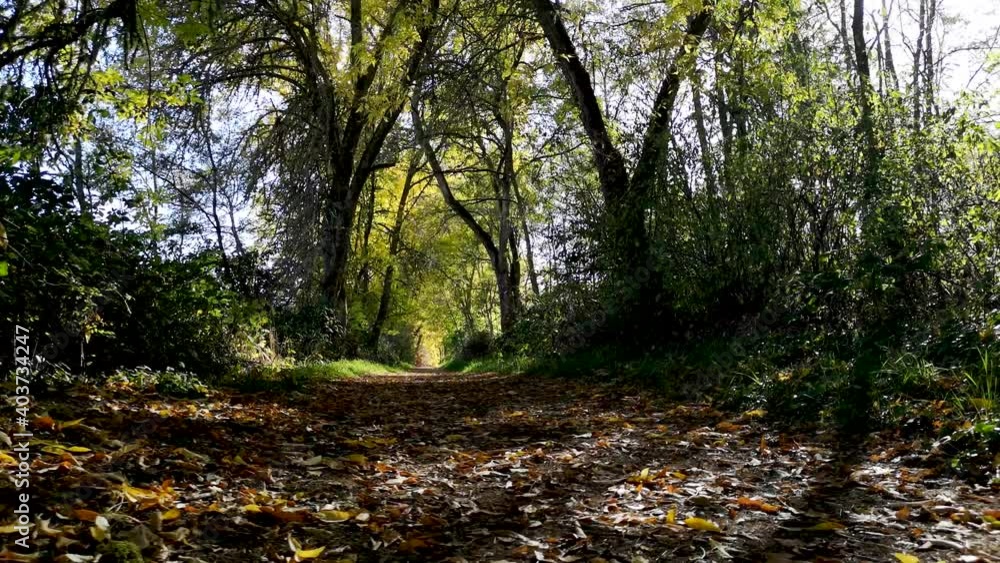 Quiet forest trail - Nature walking - Tilt down Quiet forest trail - Nature walking - Tilt down