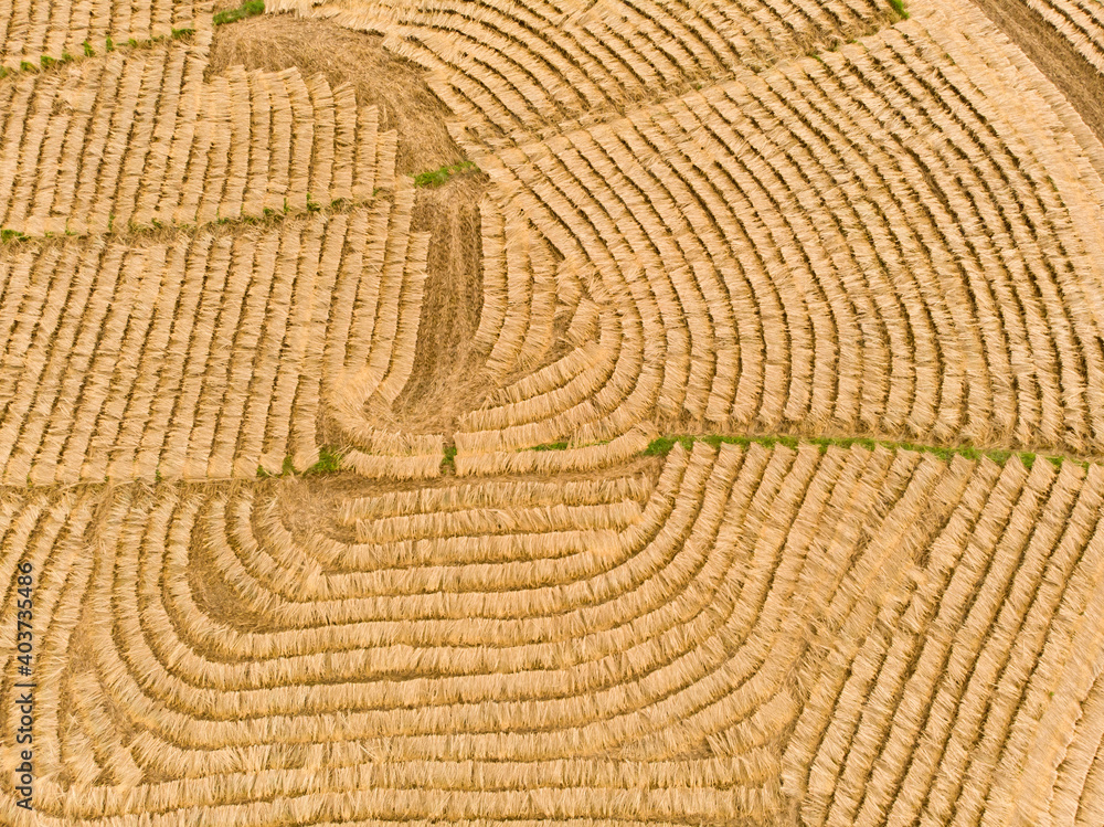 Fototapeta premium The rices of harvested by the machine are waiting to be bundled for the next rice milling process.