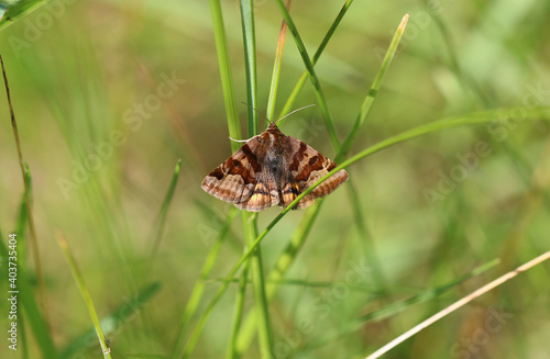 Braune Tageule - Burnet companion moth