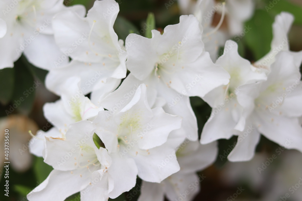 blur wallpaper white flowers of a tree,Portrait.