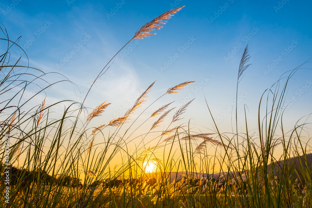 Obraz premium Reed Field at Sunset