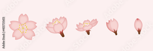 つぼみ、咲きかけ、開花の桜のベクターアイコンイラスト