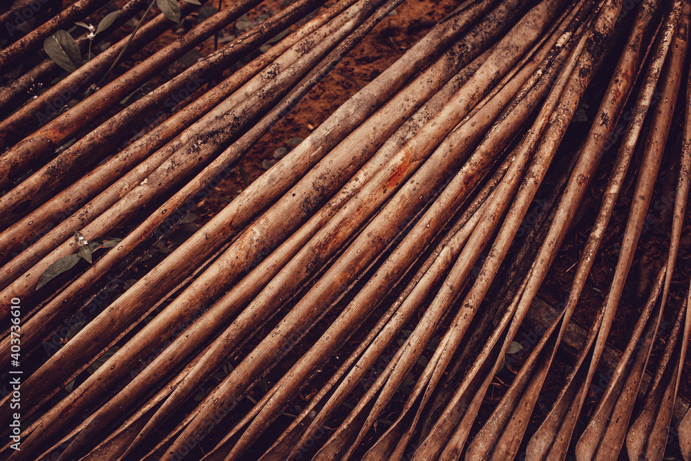 View of a dried and fallen coconut leaves View of a dried and fallen coconut leaves