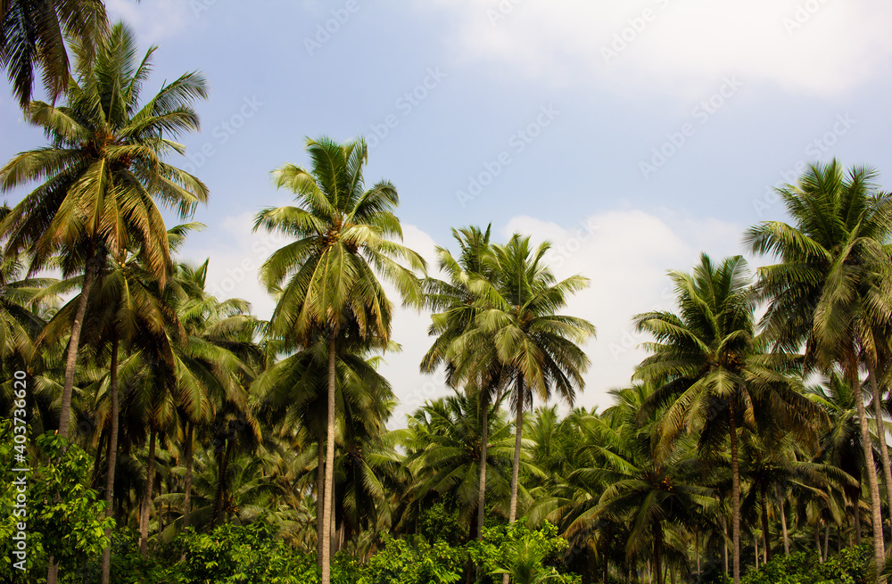 View of coconut tree plantation in Pollachi, Tamil Nadu, India View of coconut tree plantation in Pollachi, Tamil Nadu, India
