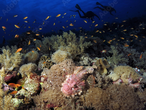 Fototapeta Naklejka Na Ścianę i Meble -  A Bearded scorpionfish Scorpaenopsis barbata on a deep Red Sea coral reef