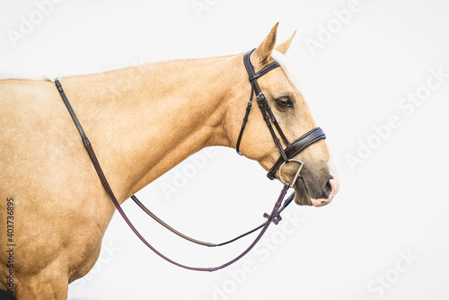 Palomino appendix horse